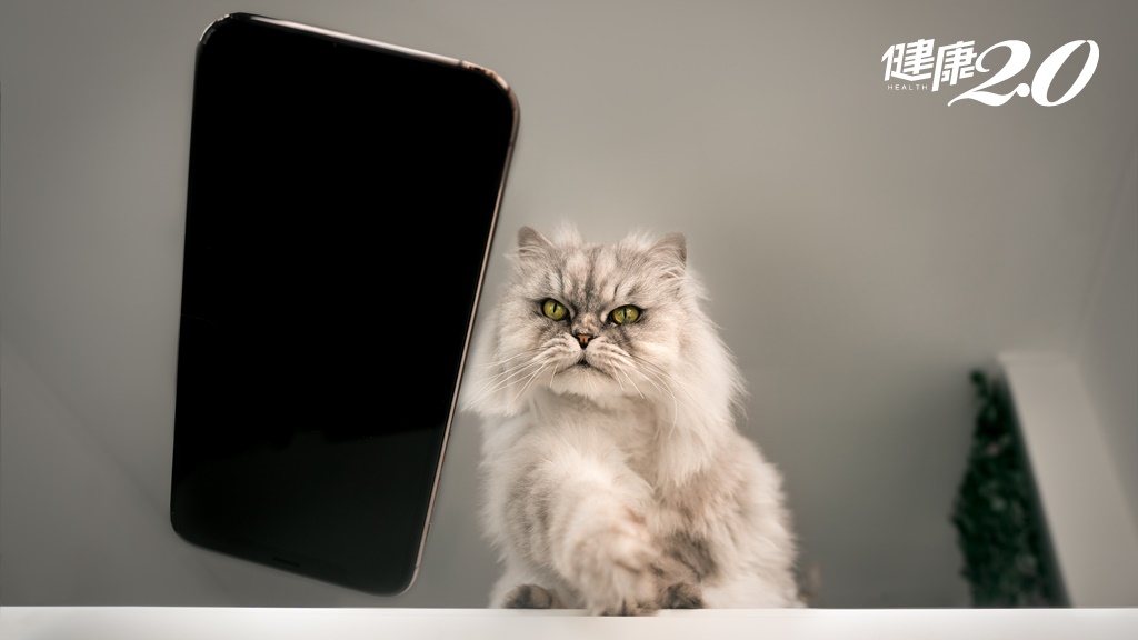 貓咪為什麼喜歡把東西推下桌？獸醫師解惑：是貓咪想吸引你的注意