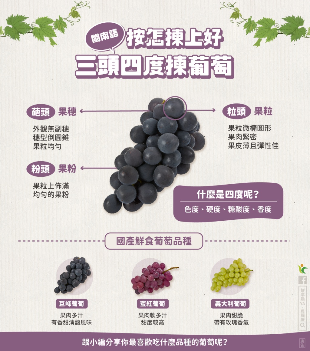降血壓、減重要選哪種？紫葡萄、紅葡萄、綠葡萄怎麼挑？3頭4度挑葡萄祕訣