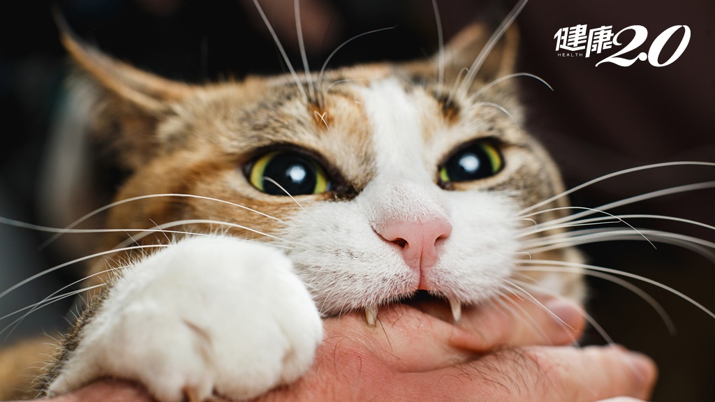 為什麼每次摸貓咪都會被咬？獸醫教你掌握2大重點 讓貓咪越摸越黏人