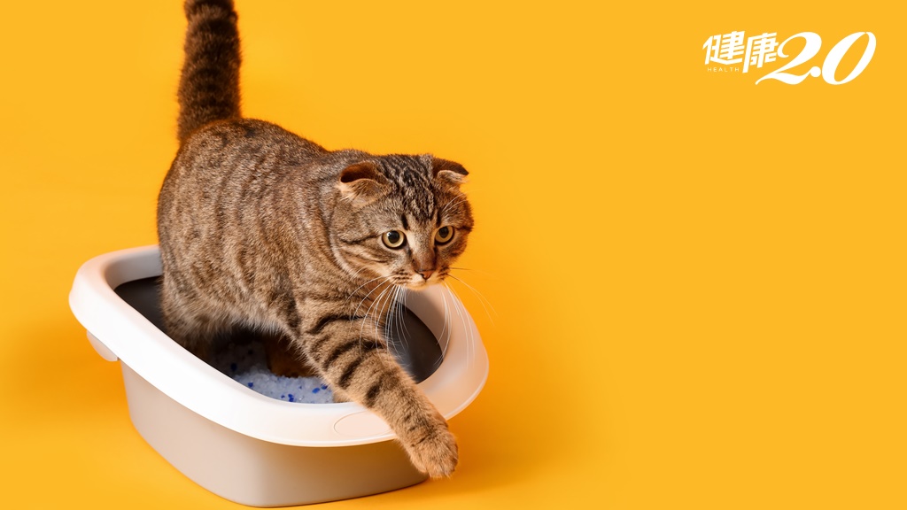 貓砂盆沒洗對 當心貓咪亂大小便更嚴重！獸醫教你正確清洗貓砂盆