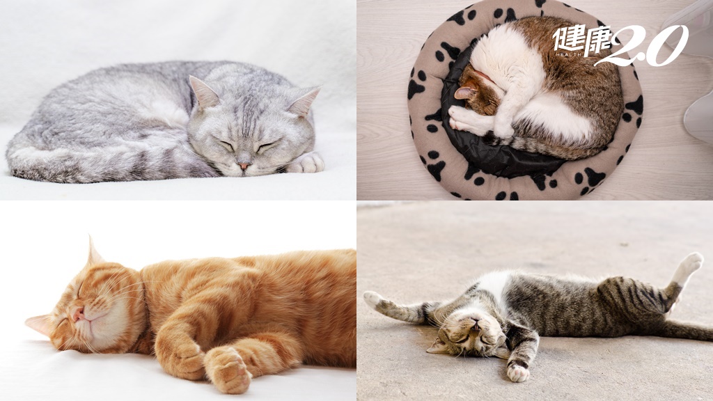 毛孩用「這姿勢」睡覺代表牠超信任你！獸醫帶你解析貓咪常見4睡姿