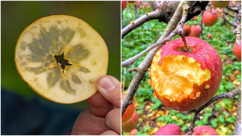 「蜜蘋果」是哪個品種？農場解答：是生理障礙！專家揭好吃關鍵 吃多小心脹氣、腹瀉