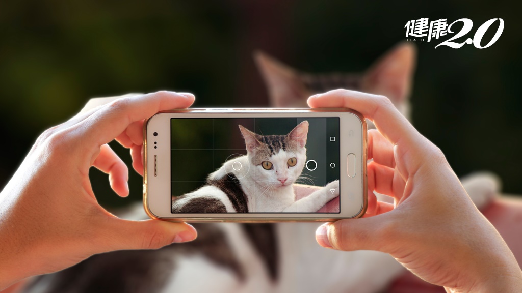 獸醫親授6技巧 幫你輕鬆拍出貓咪好照片！幫助貓咪放鬆是拍照關鍵