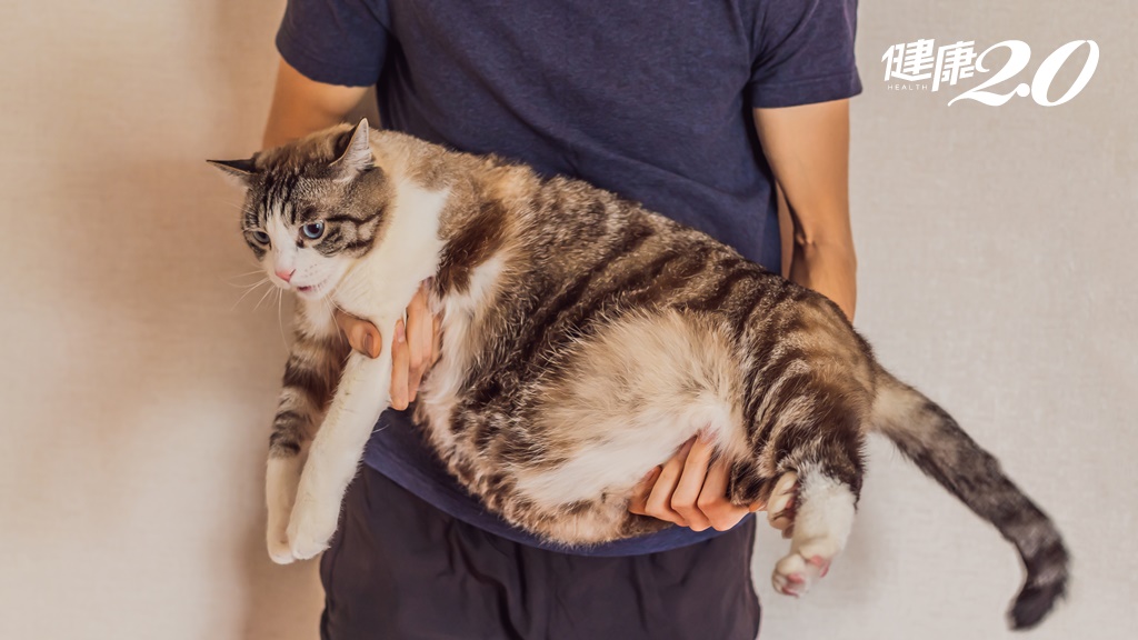 貓咪是毛蓬還是真胖？獸醫教你3標準判斷 這樣「摸」也能發現體重問題