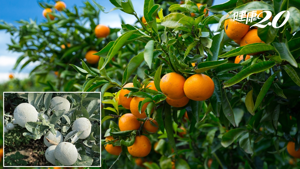 橘子外層「詭異白粉」是農藥嗎？發霉了？專家揭真相！「這樣做」避免柑橘發霉