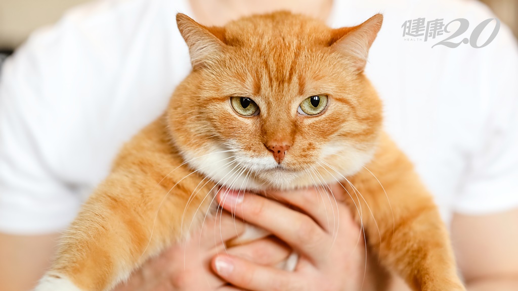 貓奴注意！貓咪體重超重 恐影響壽命與營養吸收 科學家揭示驚人真相