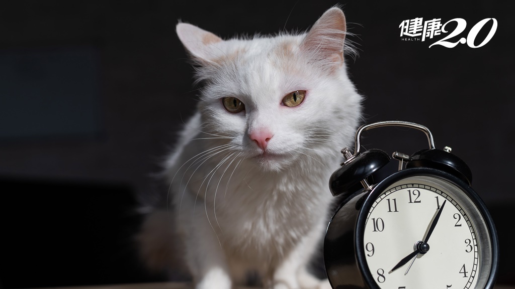 放飯時間到貓咪就一直叫？獸醫揭露貓的超強「生理時鐘」時間感準到驚奇