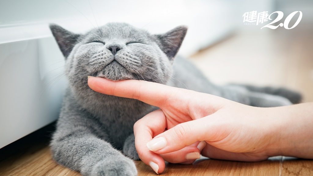 貓咪「呼嚕聲」竟能提高睡眠品質 還能穩定心率！科學家揭開呼嚕聲的祕密