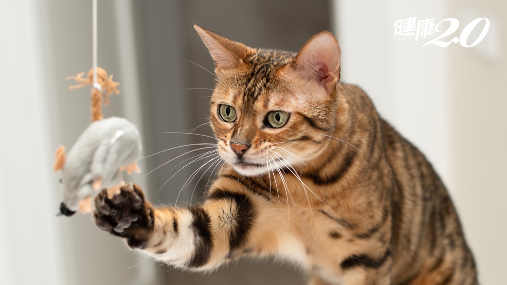 研究揭示：貓咪最愛「3種」玩具種類 飼主也能跟貓咪玩「你丟我撿」？