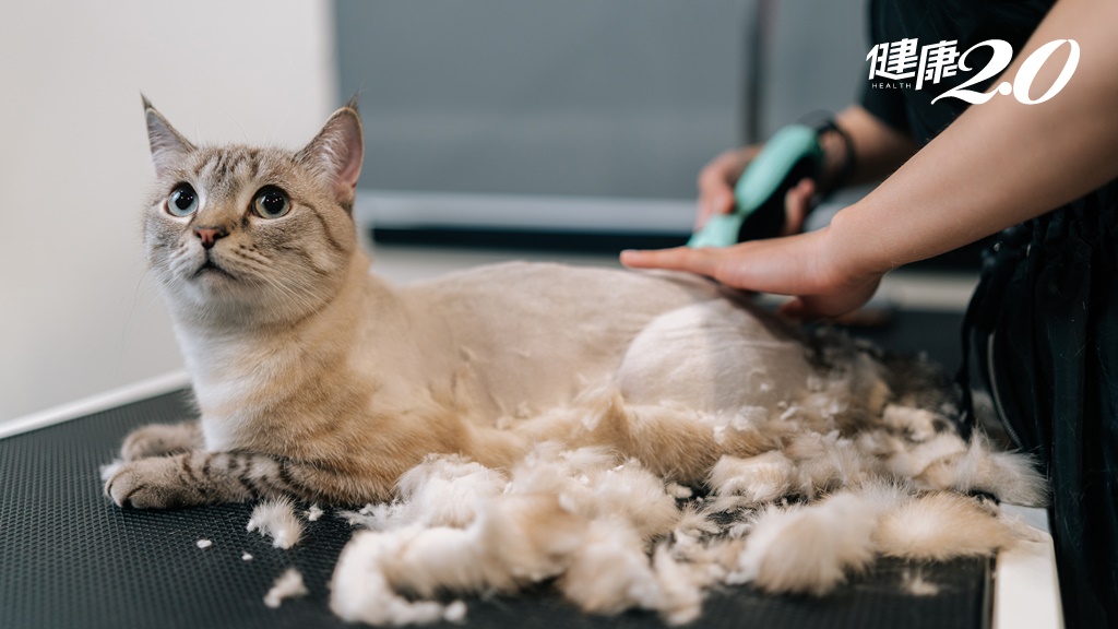 飼主必看的貓咪護理知識！專家揭露貓咪剃毛需求 自己亂剃當心毛孩罹癌
