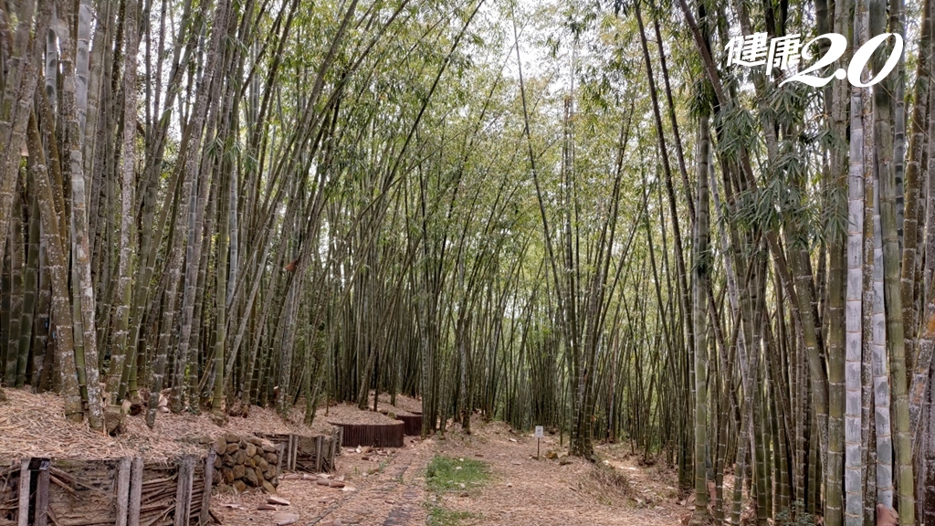 這兩種竹子吸碳能力超強 越砍長越多又萬用 林試所籲用竹製品一兼���顧