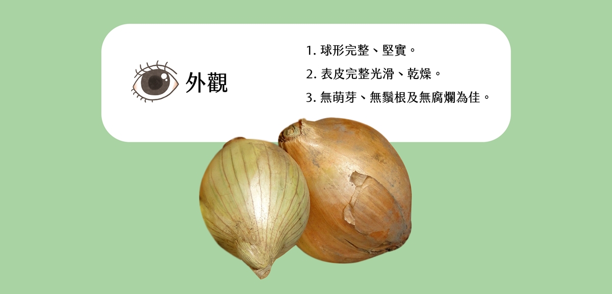 洋蔥-挑選