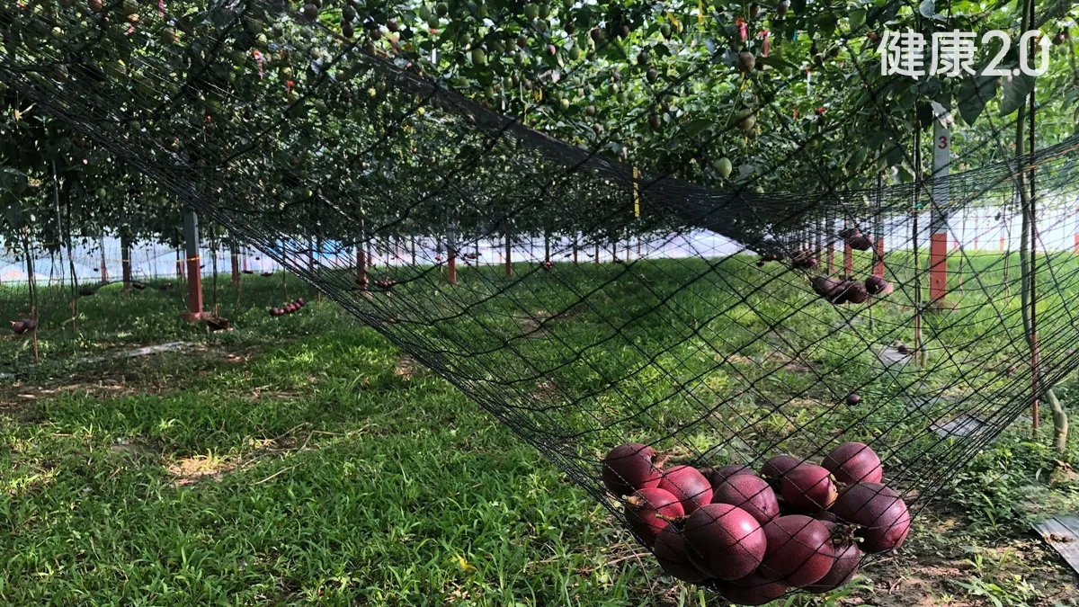 鳳梨頭不是頭 百香果「睡吊床」台灣水果冷知識大解密
