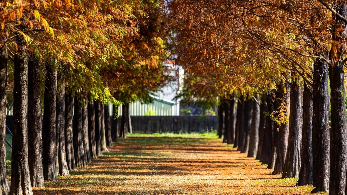 冬季限定！落羽松6大必訪祕境 金色浪漫美景全攻略